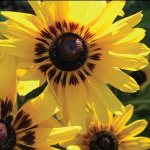 DENVER DAISY™ BLACK-EYED SUSAN
