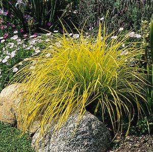 BOWLES GOLDEN SEDGE