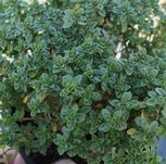 LEMON THYME