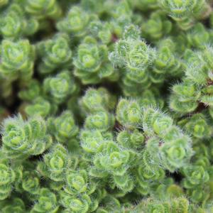 WOOLLY THYME