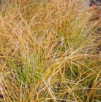 ORANGE NEW ZEALAND SEDGE