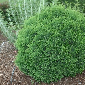 HETZ MIDGET ARBORVITAE