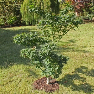 MIKAWA YATSUBUSA DWARF UPRIGHT JAPANESE MAPLE