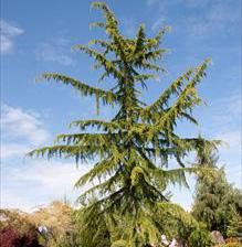 WEEPING CEDAR OF LEBANON