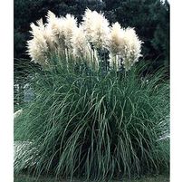 PAMPAS GRASS