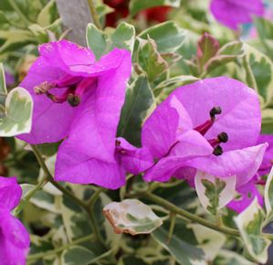 BLUEBERRY ICE BOUGAINVILLEA