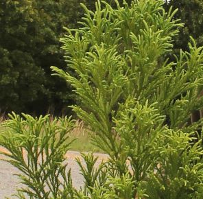JAPANESE CRYPTOMERIA