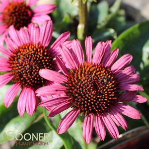 FATAL ATTRACTION CONEFLOWER