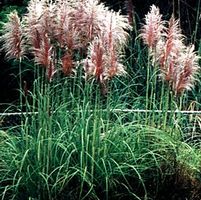 PINK PAMPAS GRASS
