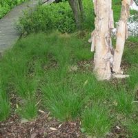 APPALACHIAN SEDGE