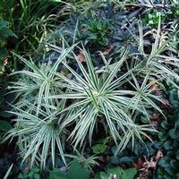 SPARKLER SEDGE