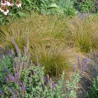 PRAIRIE FIRE SEDGE