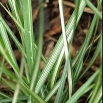 AVALANCHE FEATHER REED GRASS