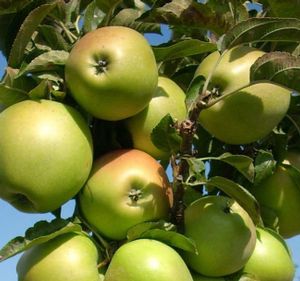 BLUSHING DELIGHT™ URBAN® COLUMNAR APPLE