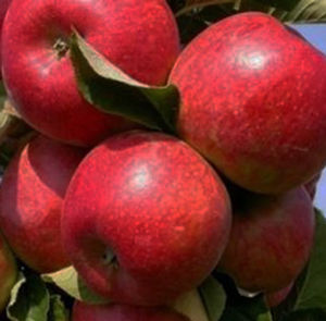 TASTY RED™ URBAN® COLUMNAR APPLE