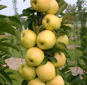 GOLDEN TREAT™ URBAN® COLUMNAR APPLE