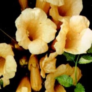 YELLOW TRUMPET VINE