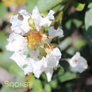DIAMOND DAZZLE® CRAPEMYRTLE