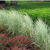 OVERDAM VARIEGATED FEATHER REED GRASS
