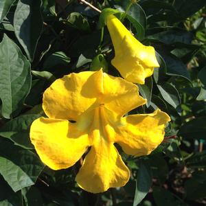 YELLOW CROSSVINE