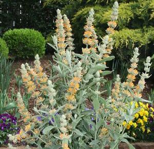 ORANGE SCEPTRE BUTTERFLY BUSH
