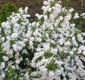 SNOW DAY® SURPRISE PEARL BUSH