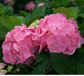 LET'S DANCE BIG EASY® HYDRANGEA