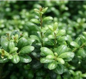CHESAPEAKE JAPANESE HOLLY