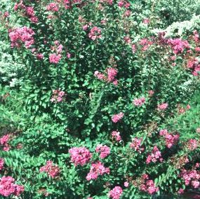 PINK RUFFLES CRAPEMYRTLE