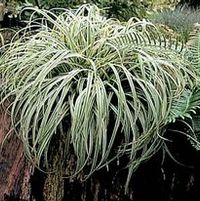 SILVER SCEPTRE SEDGE
