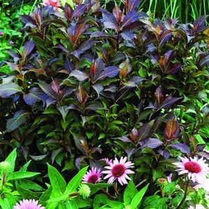 SHINING SENSATION™ WEIGELA
