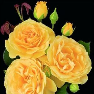 JULIA CHILD FLORIBUNDA ROSE
