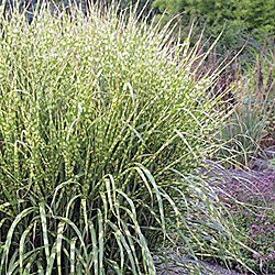 GOLD BREEZE MAIDEN GRASS