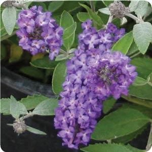FLUTTERBY PETITE® BLUE HEAVEN BUTTERFLY BUSH