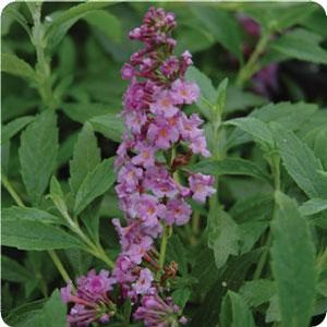 FLUTTERBY PETITE® DARK PINK BUTTERFLY BUSH