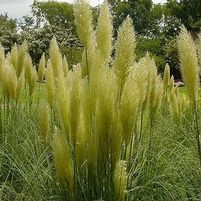 DWARF PAMPAS GRASS