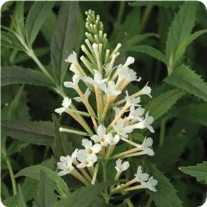 FLUTTERBY PETITE® SNOW WHITE BUTTERFLY BUSH