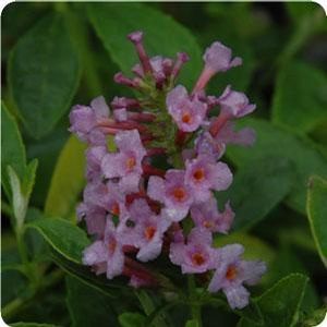 FLUTTERBY® PEACE BUTTERFLY BUSH