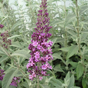 FLUTTERBY® PINK BUTTERFLY BUSH