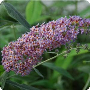 FLUTTERBY GRANDE® BLUEBERRY COBBLER BUTTERFLY BUSH