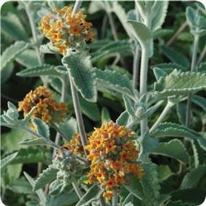 FLUTTERBY GRANDE® SWEET MARMALADE BUTTERFLY BUSH