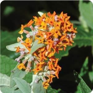FLUTTERBY GRANDE® TANGERINE DREAM BUTTERFLY BUSH