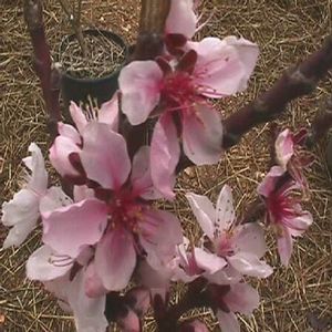 BONFIRE ORNAMENTAL PATIO PEACH