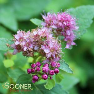DOUBLE PLAY® GOLD SPIRAEA