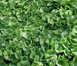 WILD GINGER