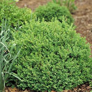 NORTH STAR® BOXWOOD