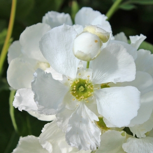 SNOW DAY® BLIZZARD PEARL BUSH