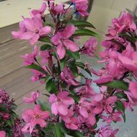 PRAIRIFIRE CRABAPPLE