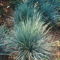 SAPPHIRE BLUE OAT GRASS
