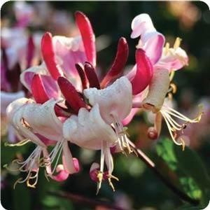 PEACHES AND CREAM HONEYSUCKLE